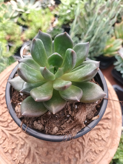 Echeveria 'Echoc'