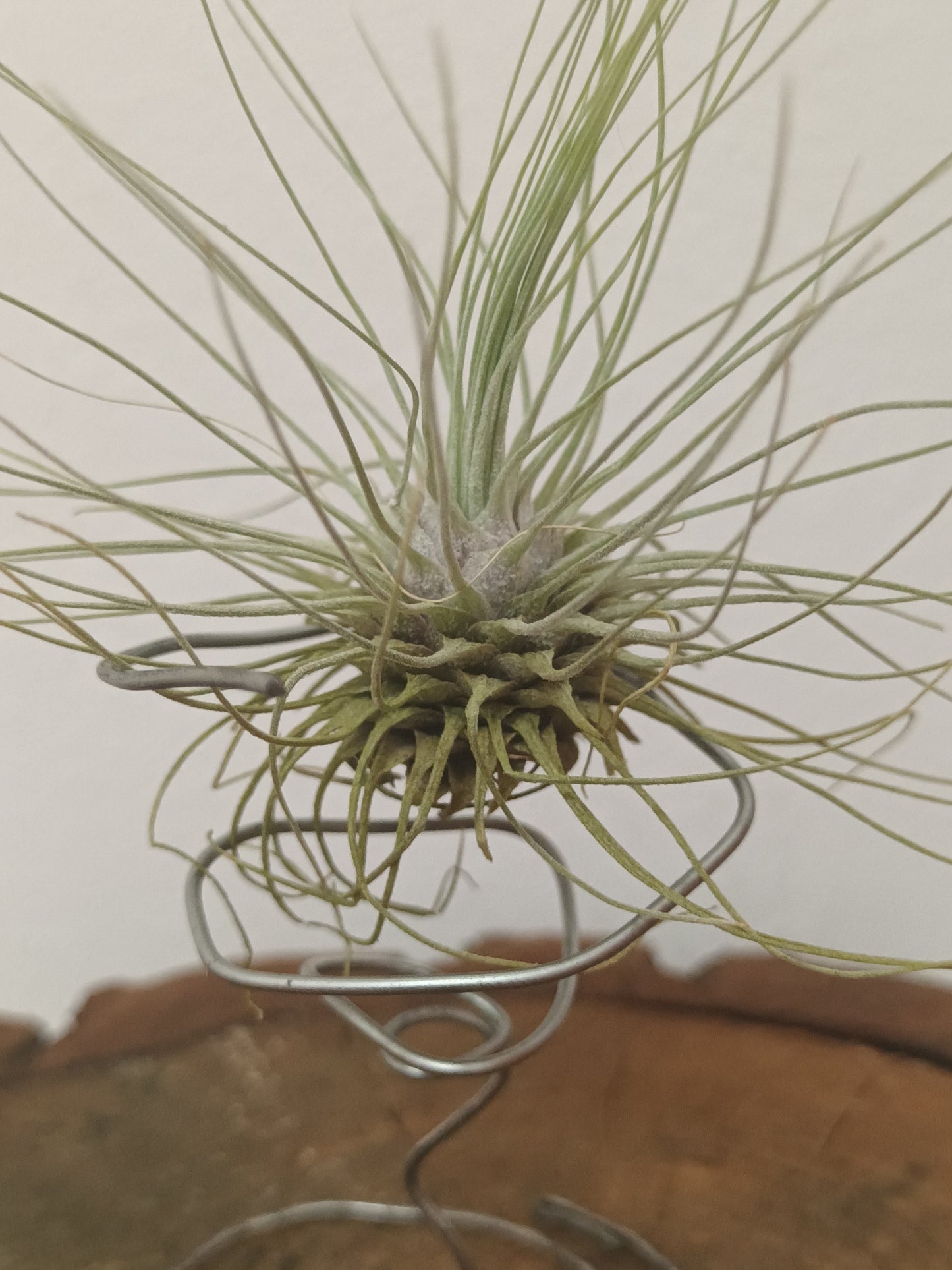 Tillandsia fuchsii f.gracilis
