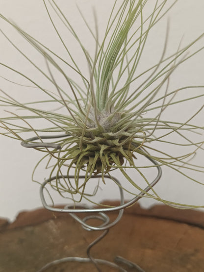 Tillandsia fuchsii f.gracilis