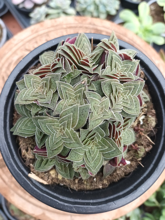 Crassula Exilis 'Tiger Jade'