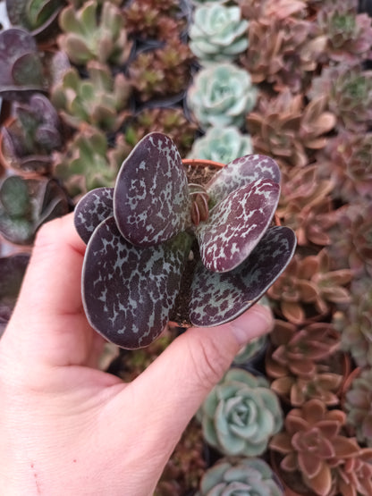 Adromischus maculatus