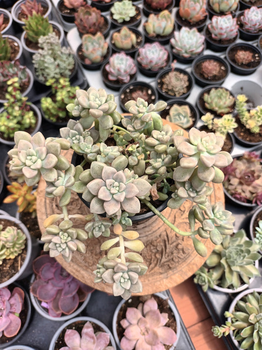 Graptopetalum mendozae