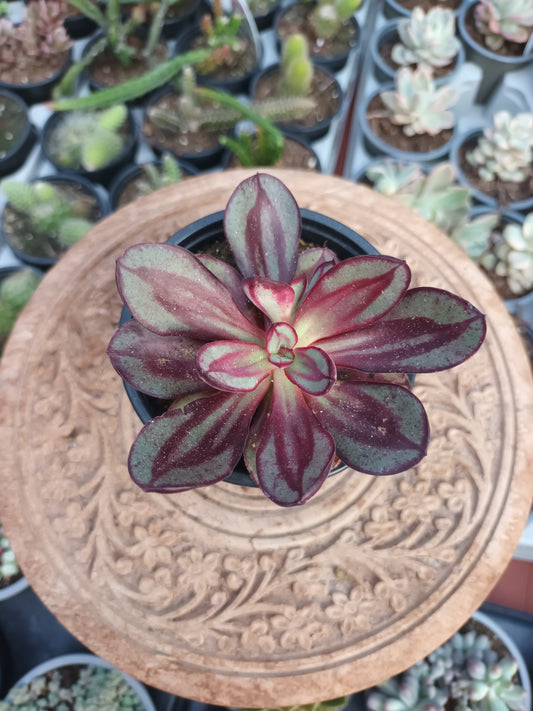 Echeveria nodulosa benitsukasa