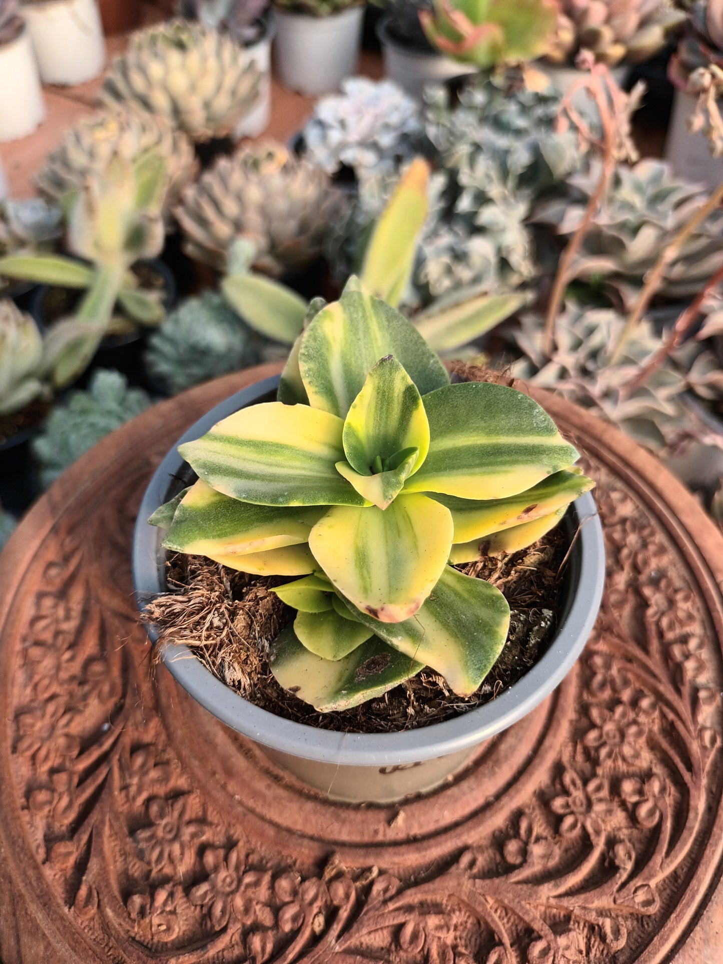 Crassula lactea variegata