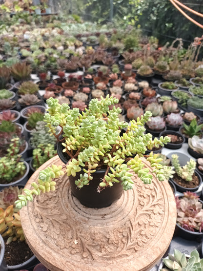 Sedum oaxacanum