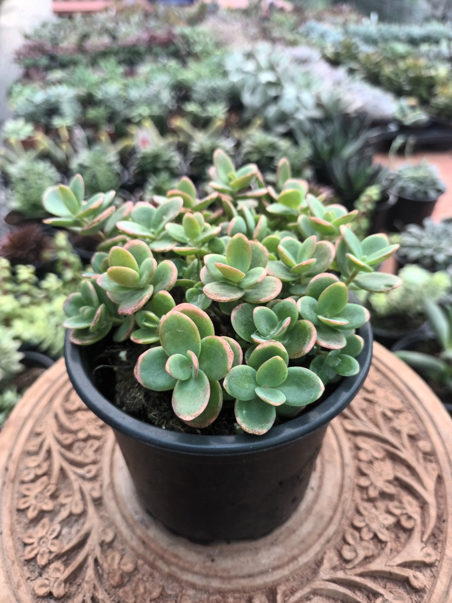 Sedum 'Lime Zinger'