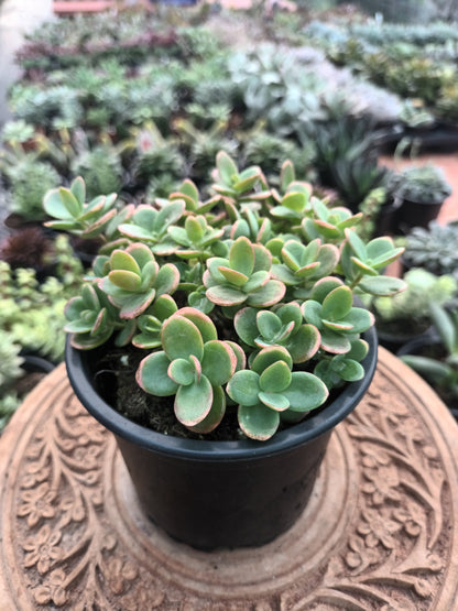 Sedum 'Lime Zinger'