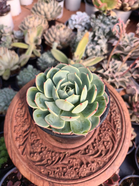 Echeveria pumila x glauca