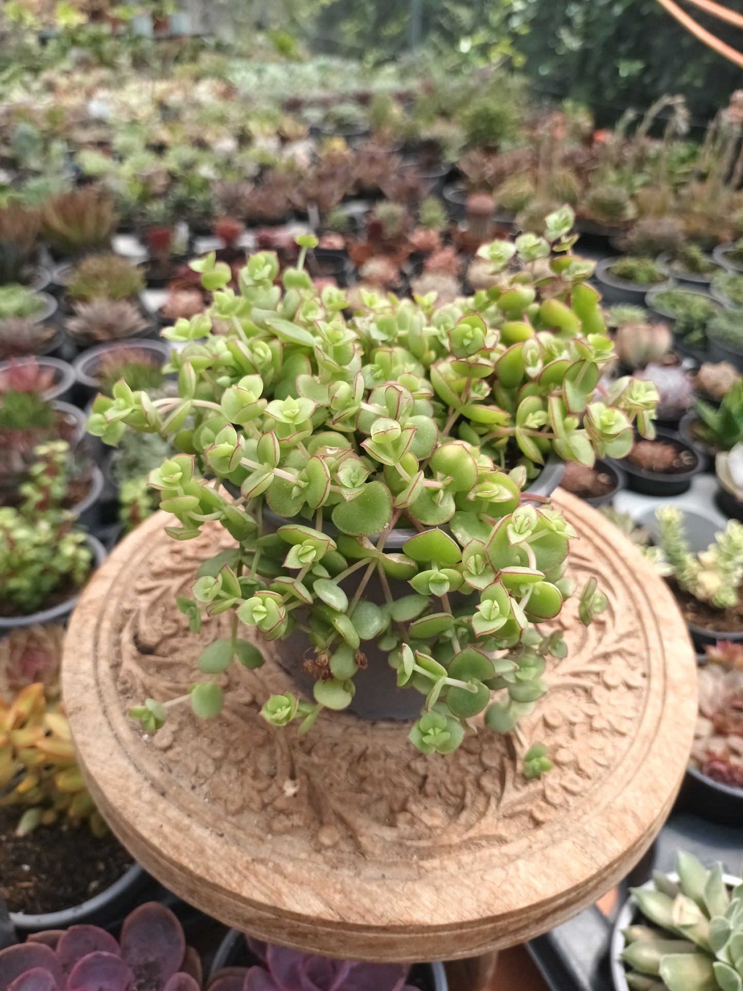 Crassula pellucida
