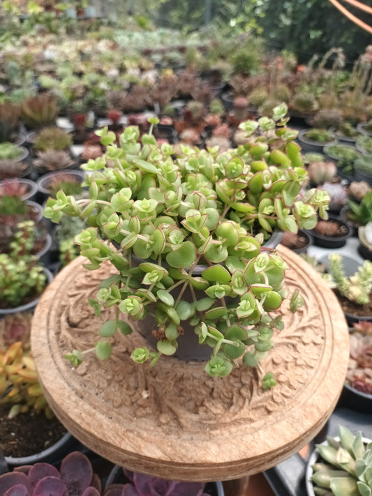 Crassula pellucida