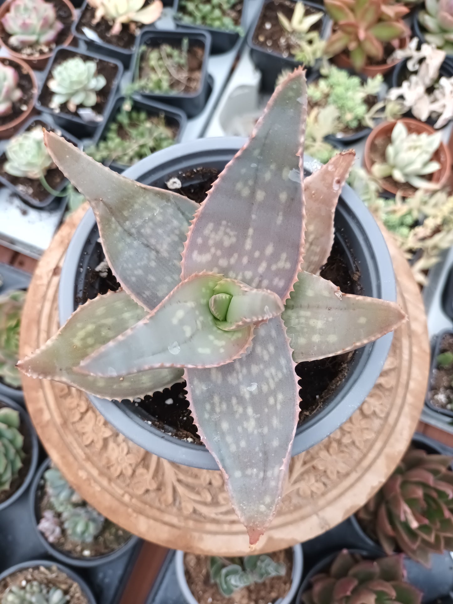 Aloe spp