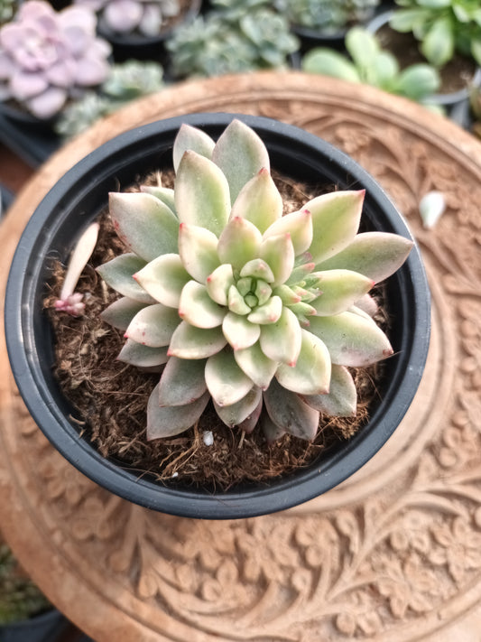 Echeveria Markus Variegata