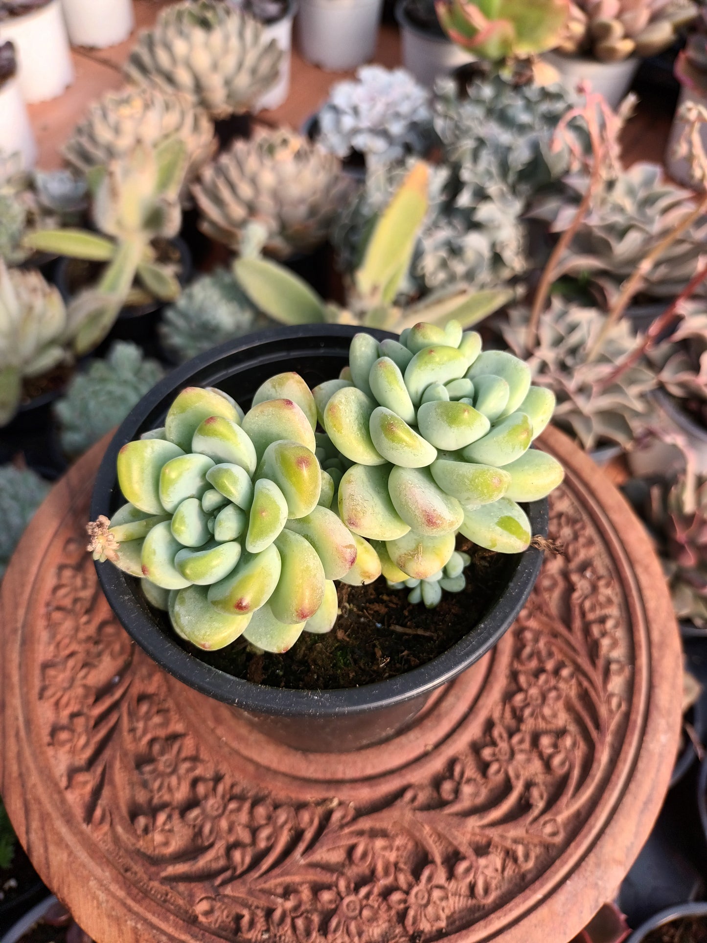 Sedum clavatum 'aurora blue'