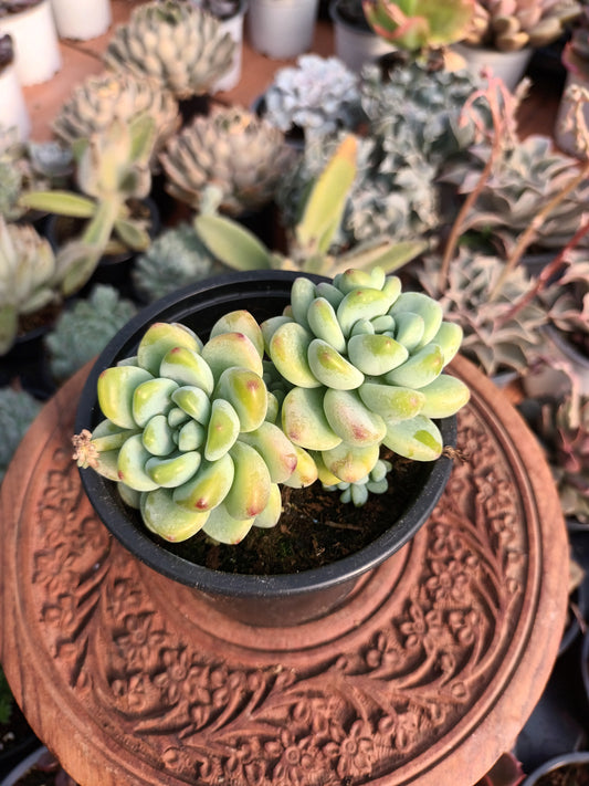 Sedum clavatum 'aurora blue'