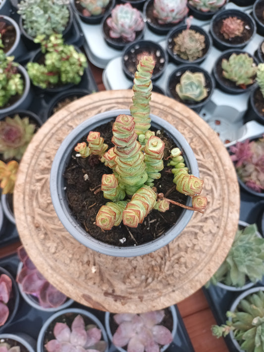 Crassula Marmeriana