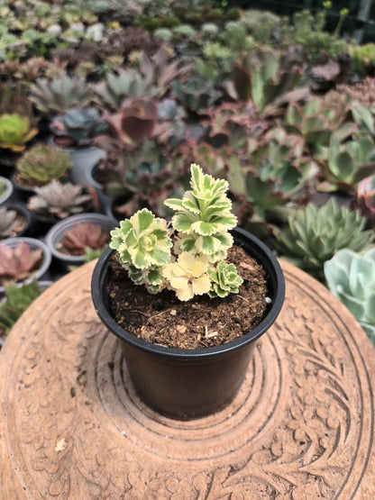 Sedum Atlantis Variegata
