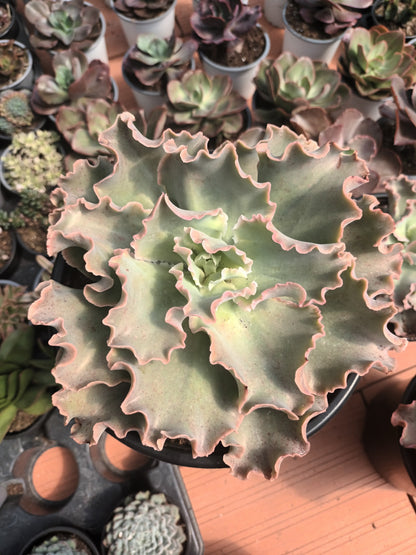 Echeveria giant blue