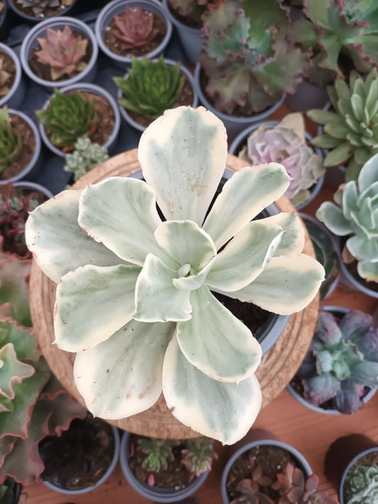 Echeveria 'Japan Moon River' variegata