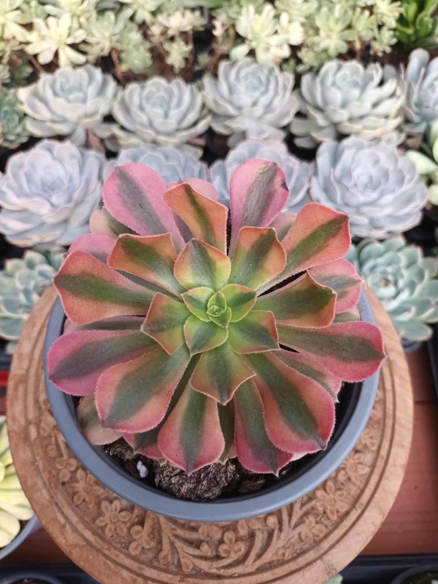 Aeonium verna