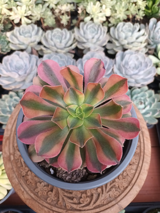 Aeonium verna