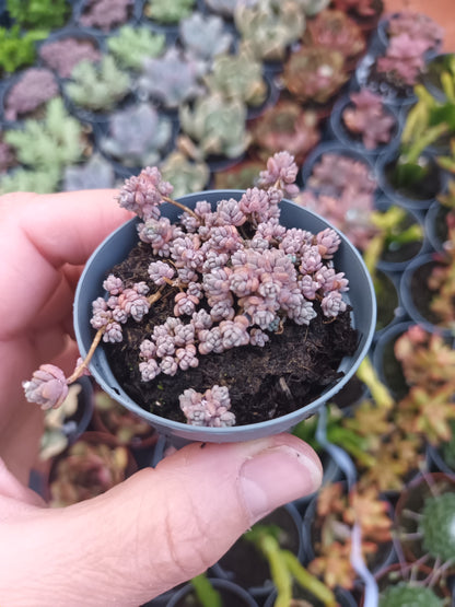 Sedum dasipillum minor