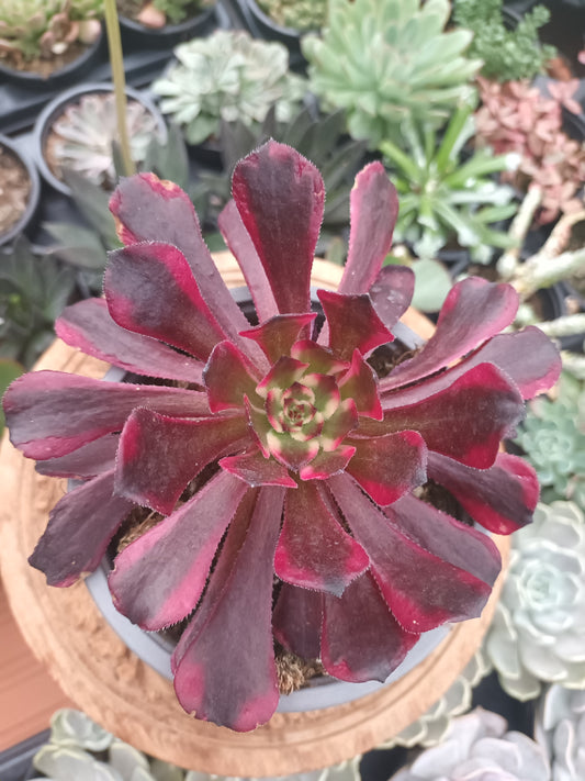 Aeonium sparks