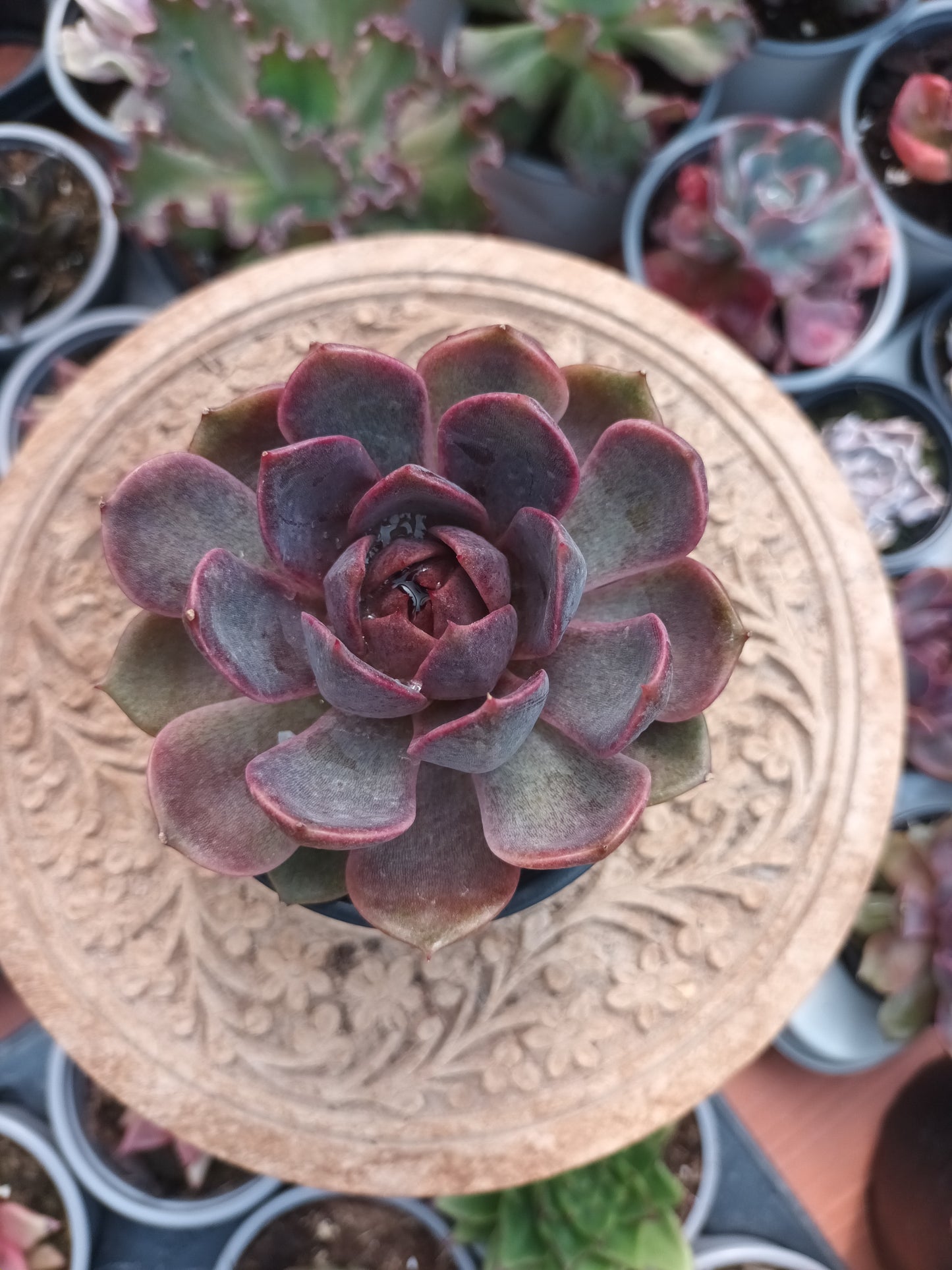 Echeveria chocolate mousse