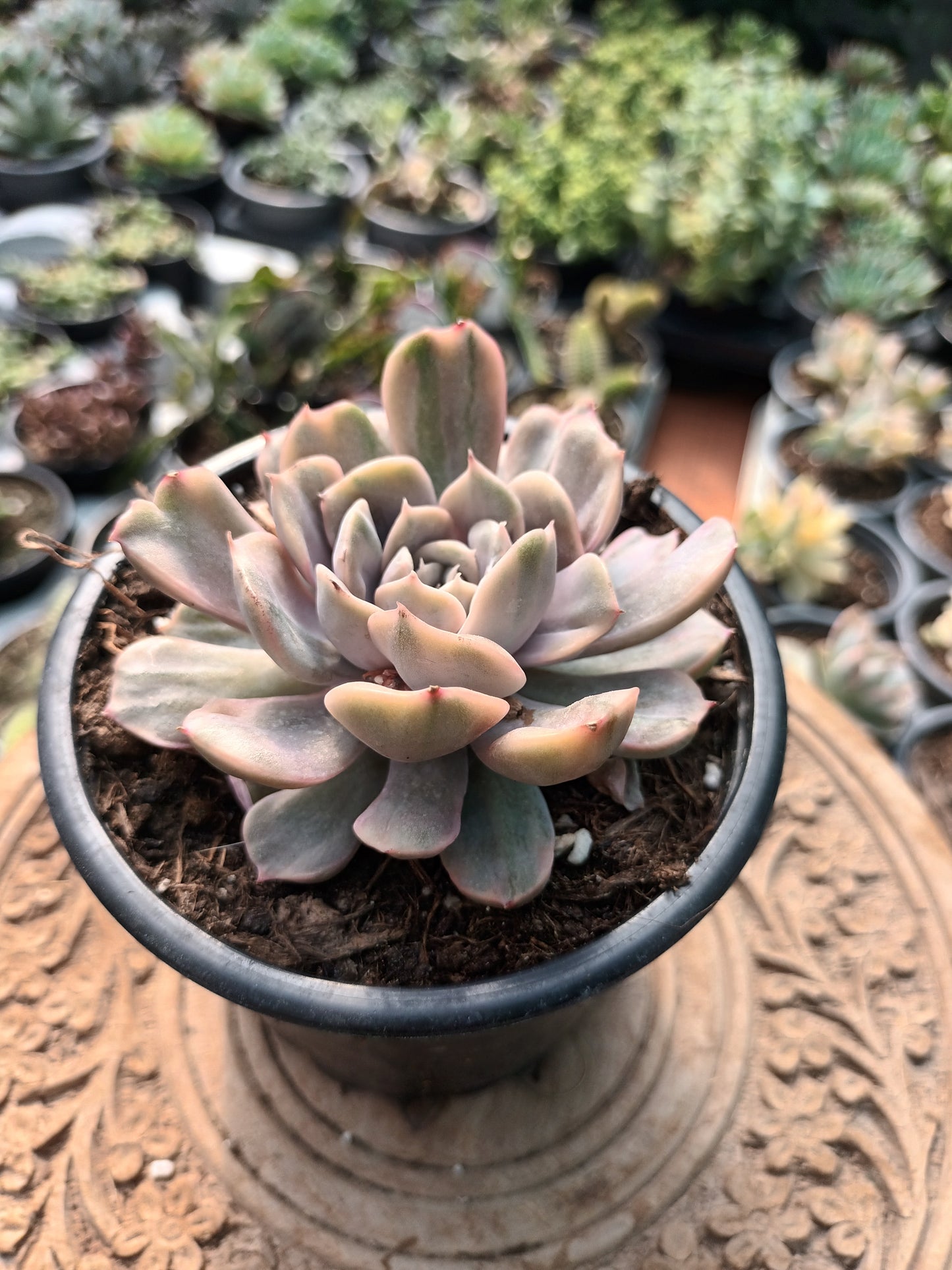 Echeveria Pink Funky variegata