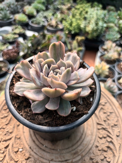 Echeveria Pink Funky variegata