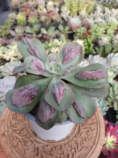 Echeveria 'Baron Bold'