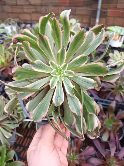 Aeonium fendai