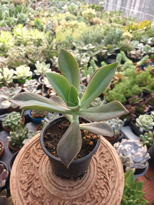 Graptoveria fred ives