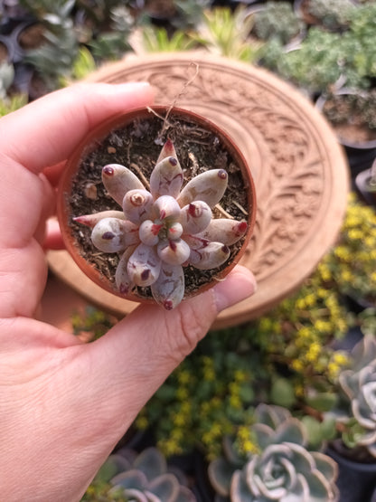 Echeveria ungiculata
