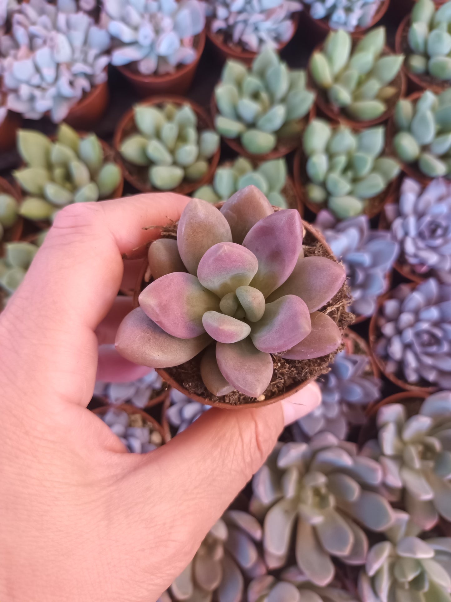 Graptoveria Pink Dona