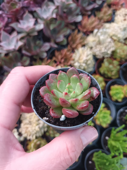 Graptoveria bashful