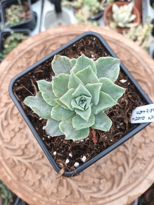 Echeveria Silver Queen variegata