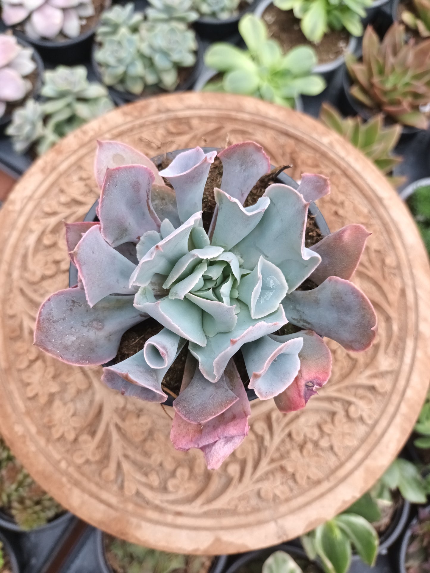 Echeveria Pink Trumpet