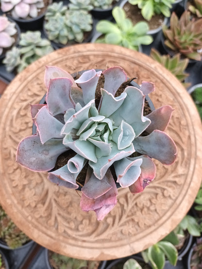 Echeveria Pink Trumpet