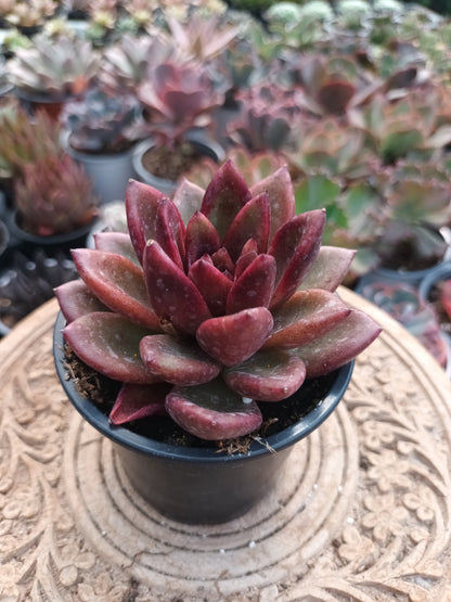 Echeveria 'Nike'
