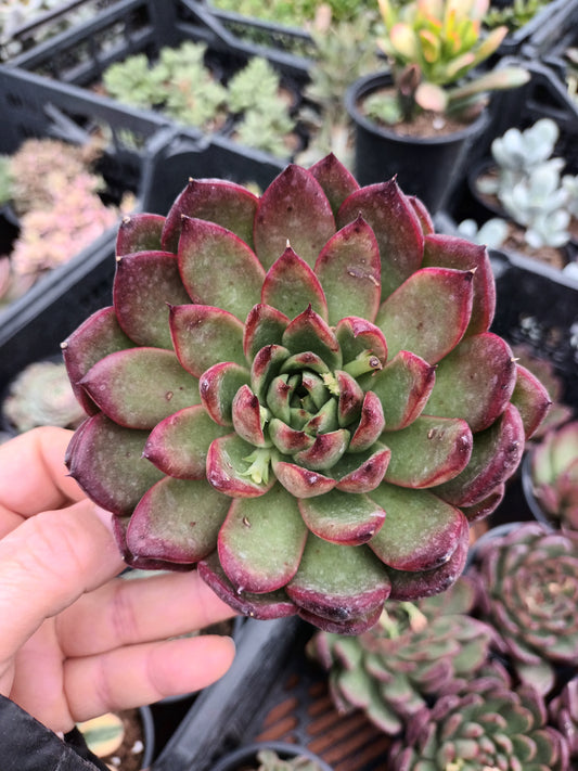 Echeveria Christmas