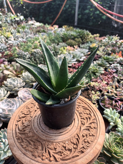 Gasteraloe Black Gemm
