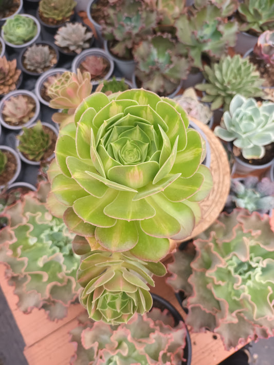 Aeonium pink witch middle PLANTA MADRE