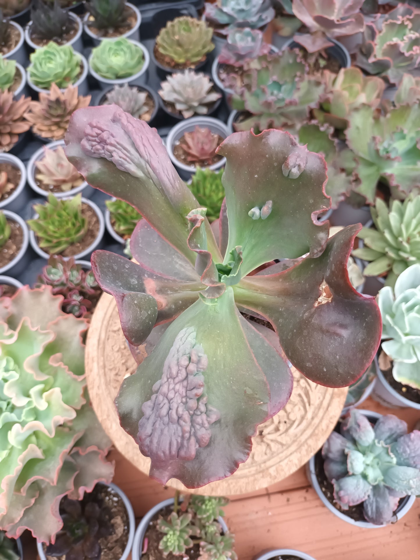 Echeveria Gibbiflora Increíble