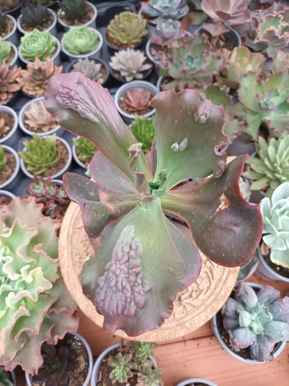 Echeveria Gibbiflora Increíble