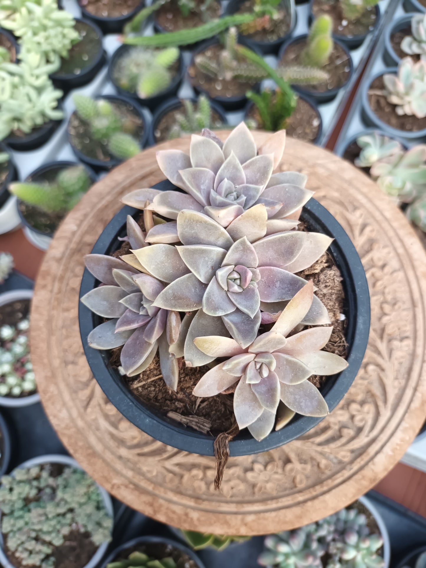 Echeveria 'Ginmeisyoky'