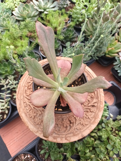Echeveria Diamond State Monstruosa