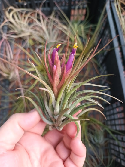 Tillandsia scaposa