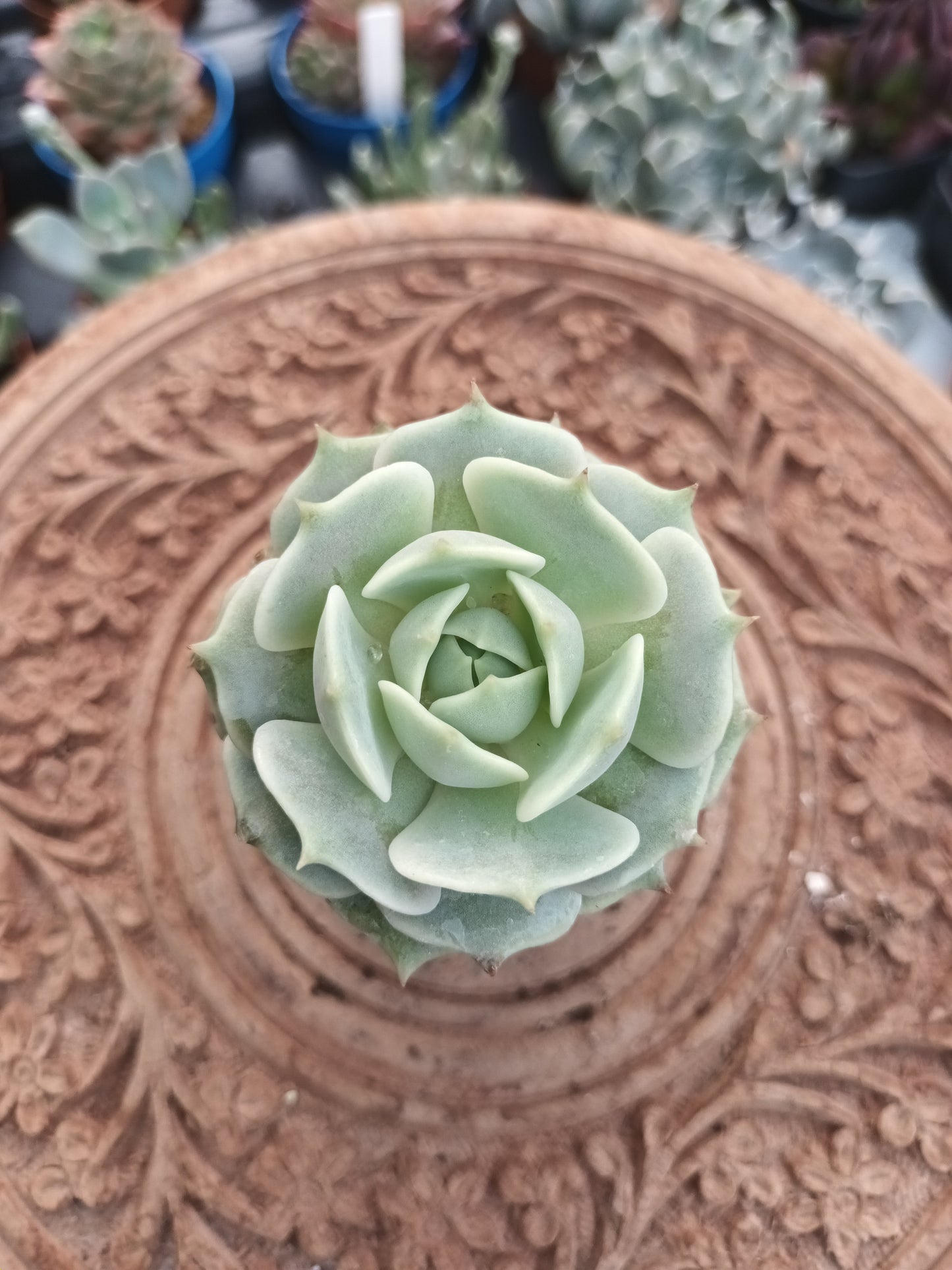 Echeveria Lola