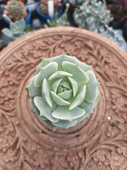 Echeveria Lola