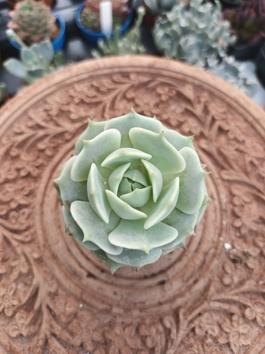Echeveria Lola